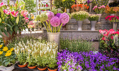 Er bloeit iets moois tussen Tuincentrum Oosterik en AKAM. 